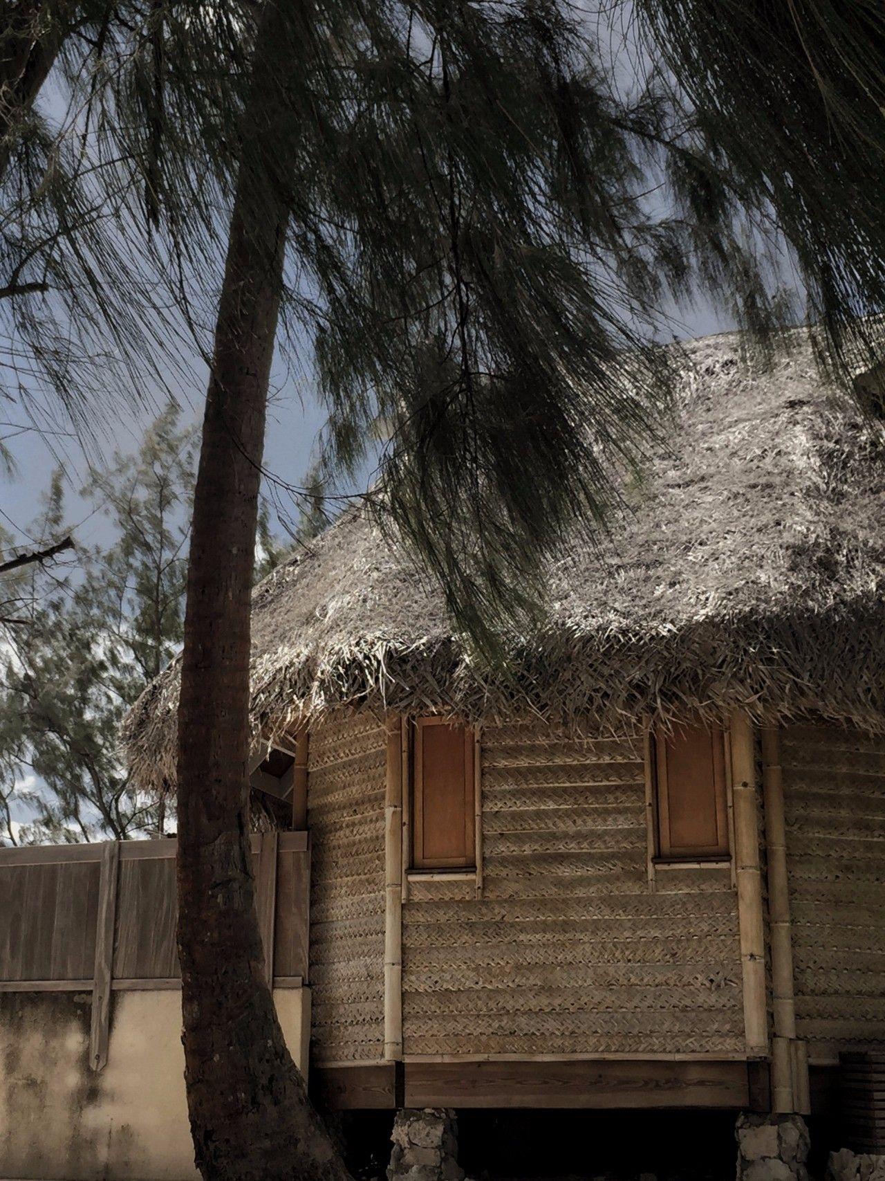 蚊子的寿命真的只有7天吗？