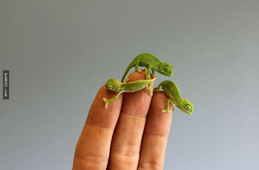 如何养好高冠变色龙？掌握环境因素是关键技巧