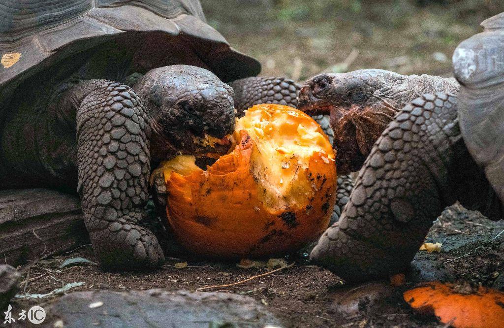 加拉巴哥象龟真的能活到200岁吗？