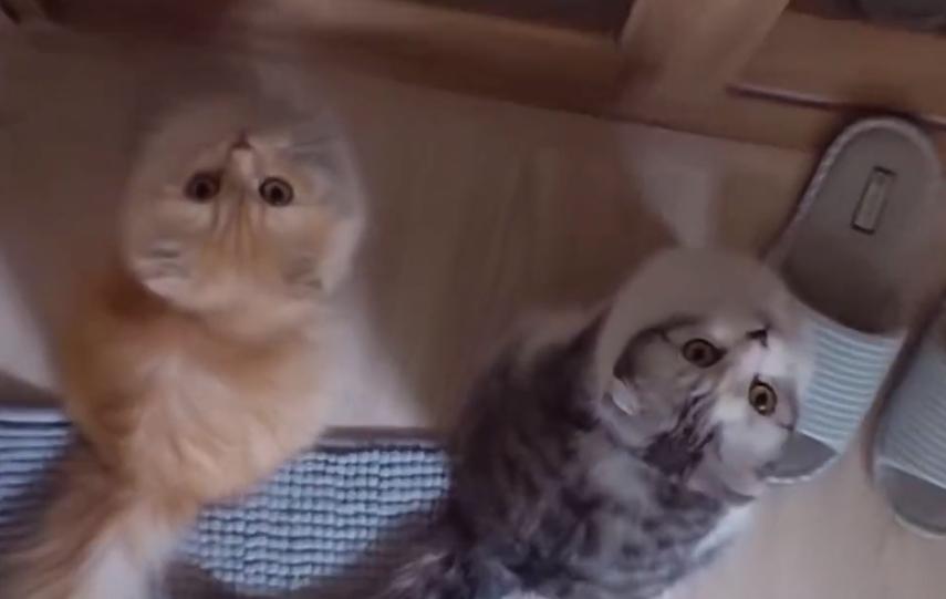 爱慕斯狗粮真的能解决新手养宠焦虑吗？