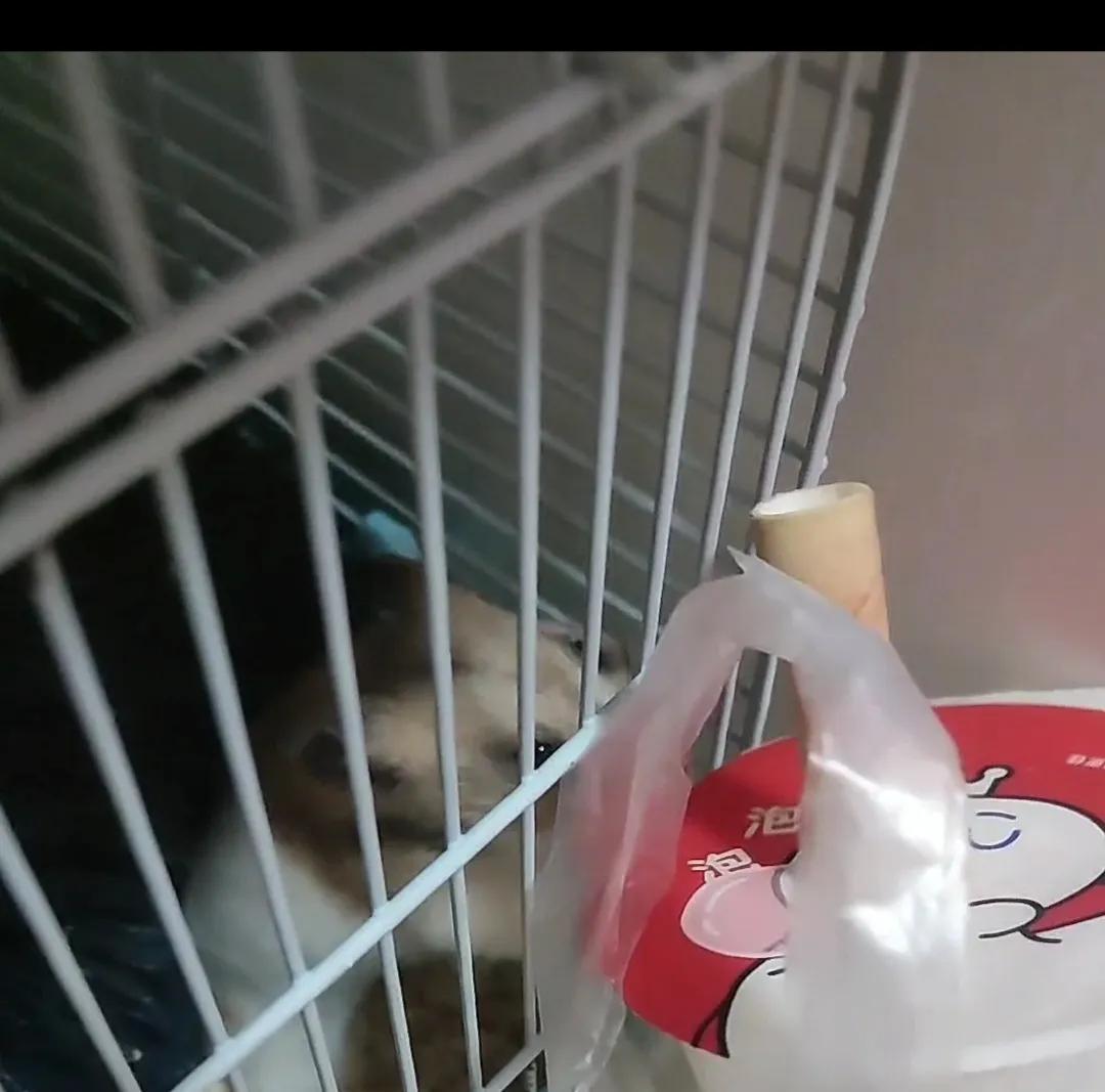 奶茶仓鼠饲养全攻略：如何正确养护你的小宠物