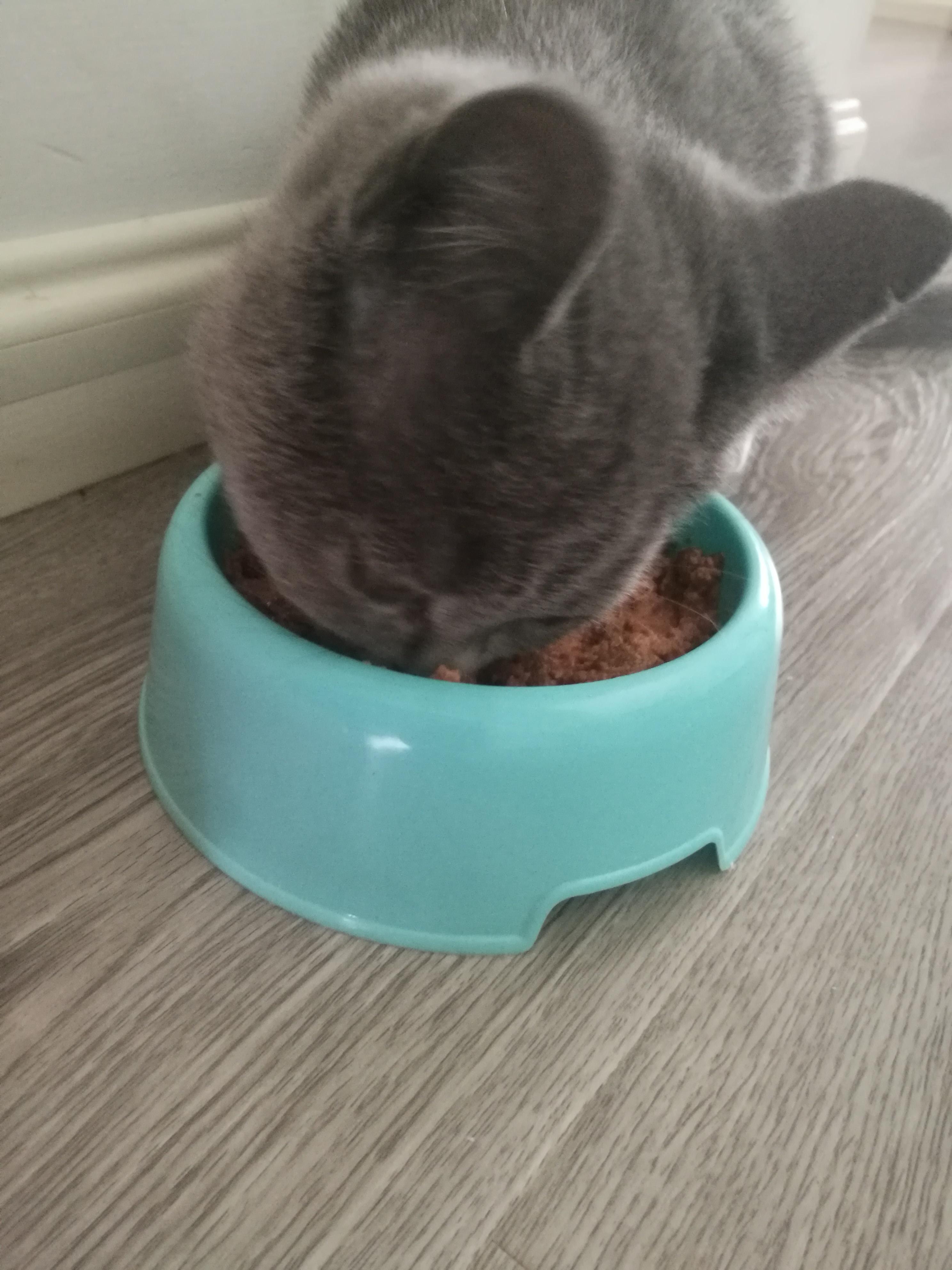 缅甸星龟的详细介绍：习性、饲养与保护指南