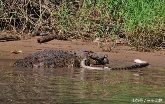 第一次养蛇选紫晶蟒会不会被咬? 第一次养蛇选紫晶蟒会不会被咬?
