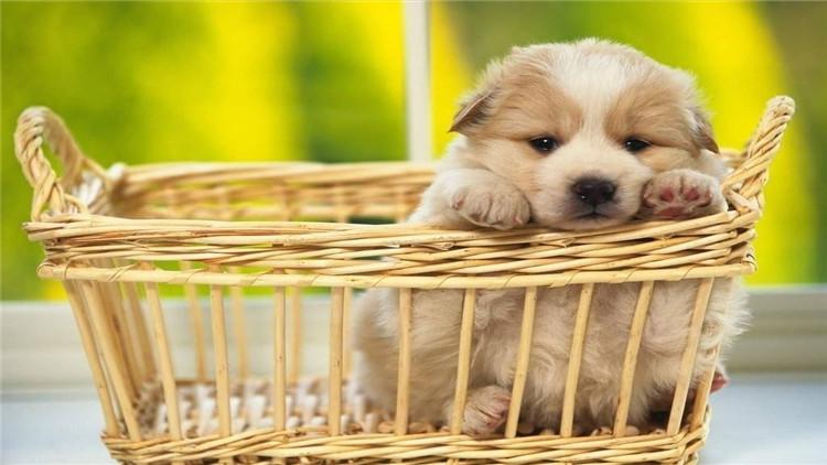 金毛犬三个月能学会哪些指令？