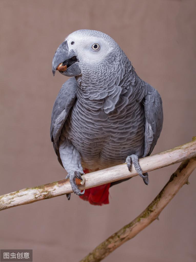 灰头情侣鹦鹉真的适合新手饲养吗？