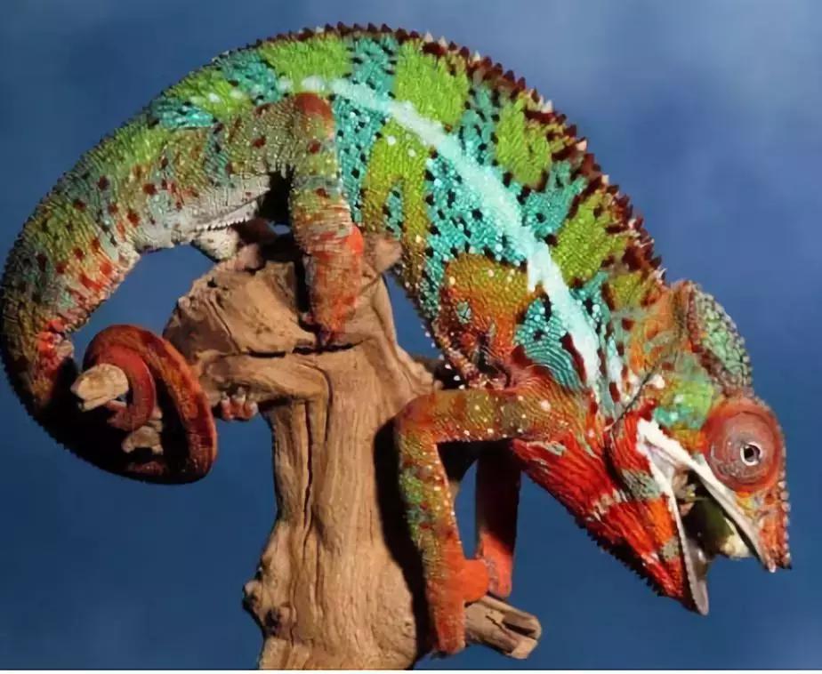 为什么你的高冠变色龙总在装死？