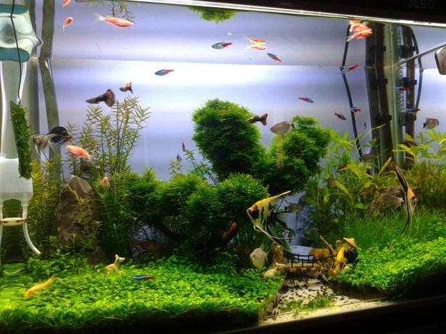 七彩鱼混养指南：哪些鱼可以与七彩鱼和谐共处？