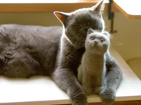 为什么别人抓猫一抓一个准，你却连猫毛都摸不到？