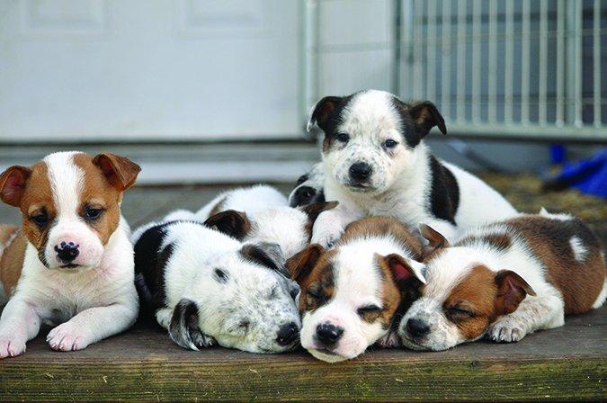 犬瘟热诊断思路与治疗策略:全面解析与实用指南 犬瘟热诊断思路与治疗策略:全面解析与实用指南