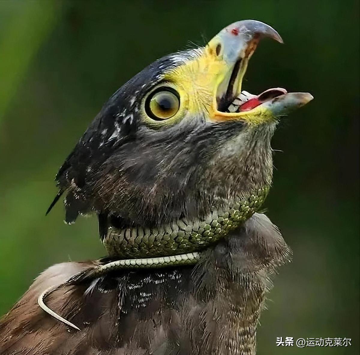 1942年出生的人到底属马还是属蛇？