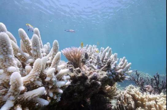 观赏鱼养护必知：忽视水温可能导致鱼儿快速死亡