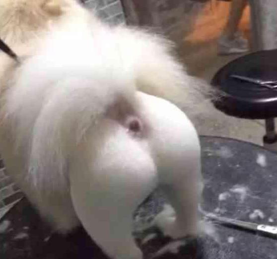 喂养萨摩耶犬的十项注意事项:全面指南与实用技巧 喂养萨摩耶犬的十项注意事项:全面指南与实用技巧