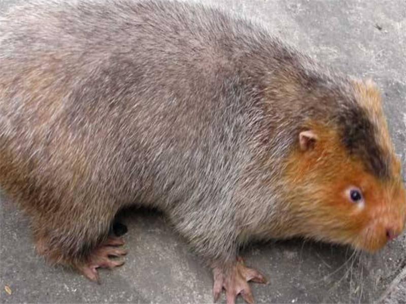 竹鼠养殖真的能年入百万吗？