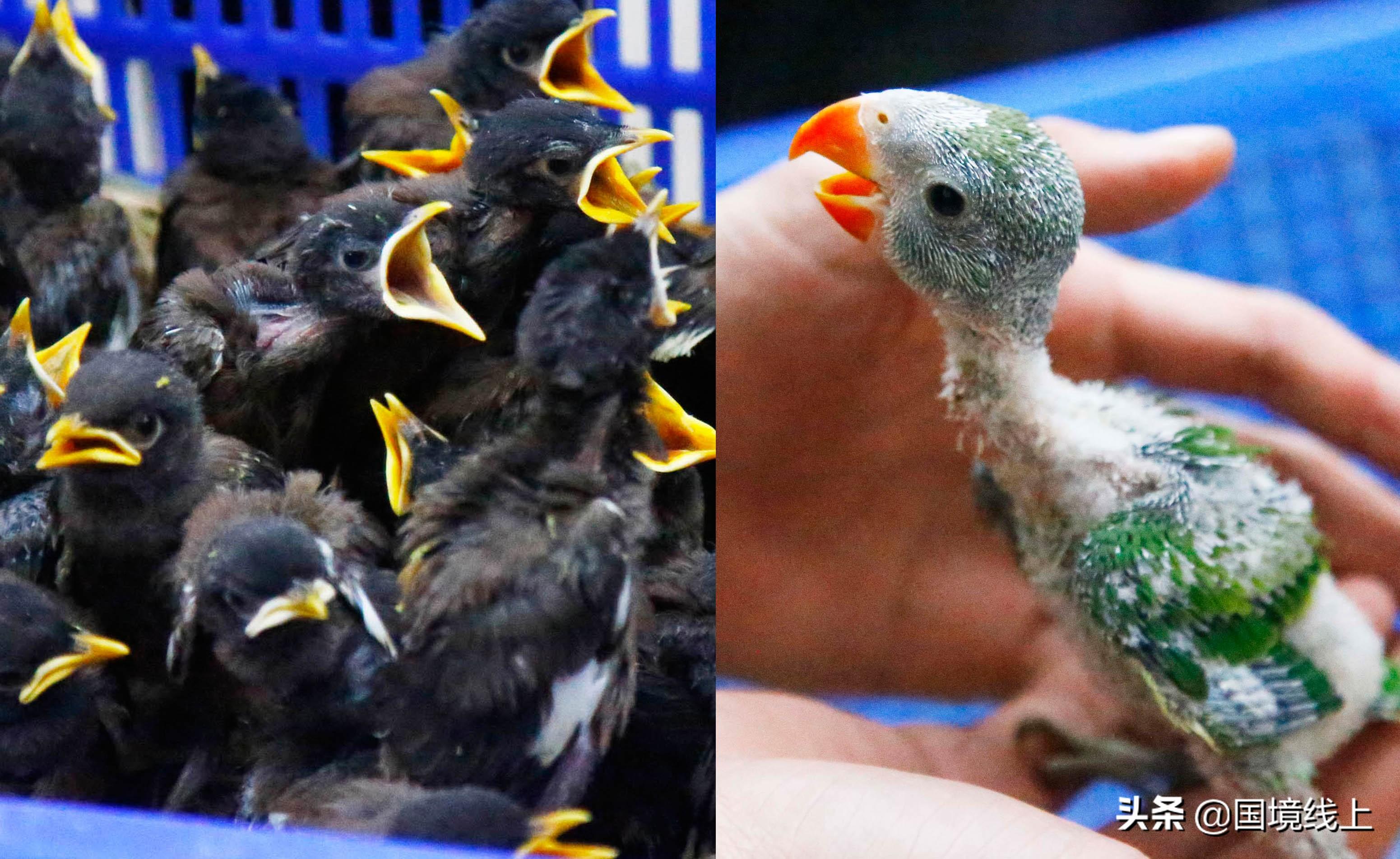 花头鹦鹉到底能不能家养？