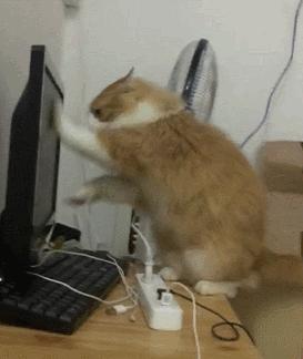 养花鳗鲡真的比养金鱼难十倍吗? 养花鳗鲡真的比养金鱼难十倍吗?