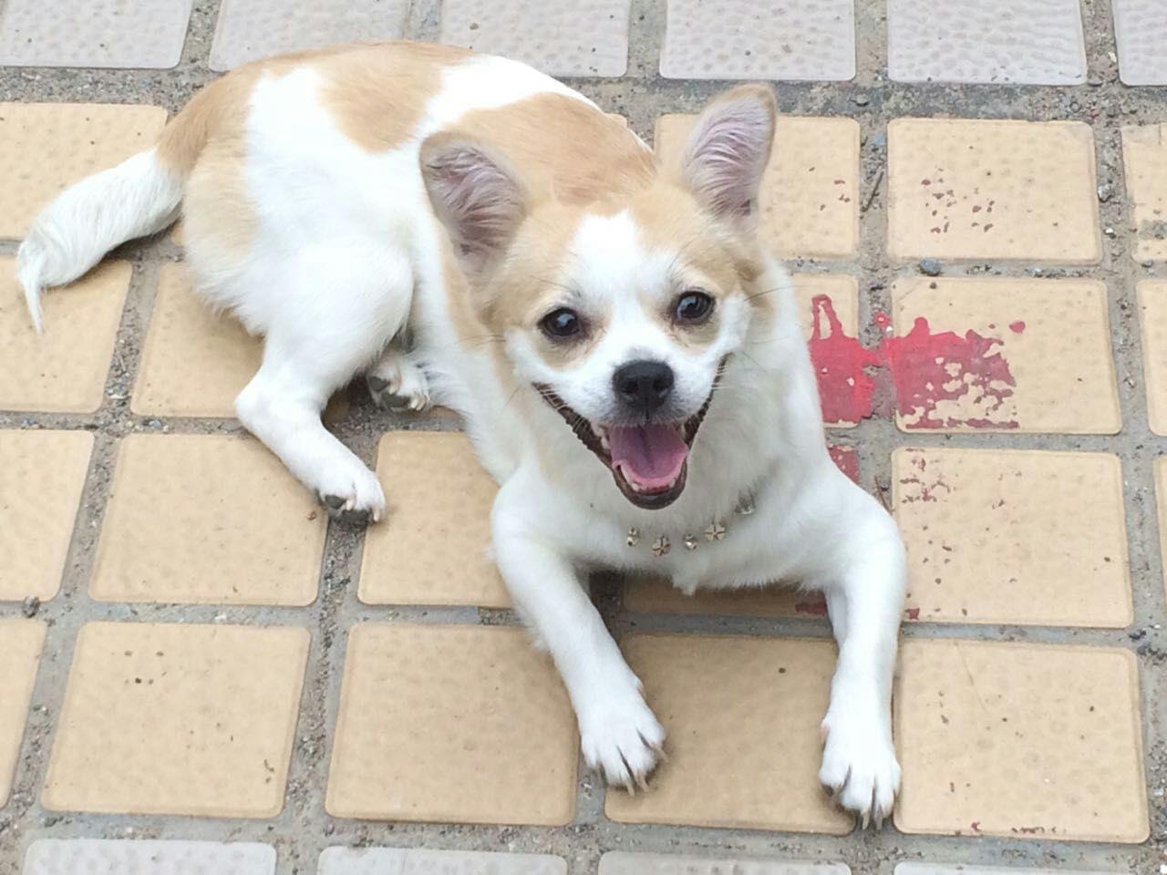 萨摩耶和金毛哪个更适合新手养？全面对比分析