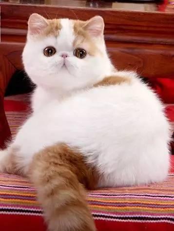 异国短毛猫真的适合新手养吗？