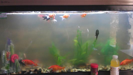 生态鱼缸养鱼技巧:如何保持鱼缸水质的最佳状态 生态鱼缸养鱼技巧:如何保持鱼缸水质的最佳状态