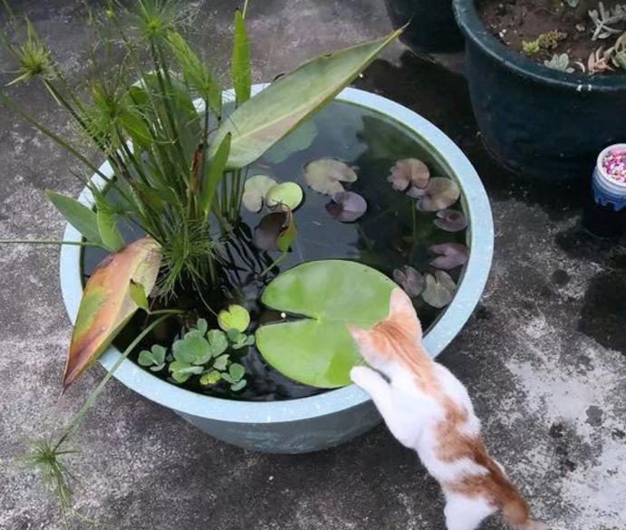 养观赏鱼不用过滤系统真的会死吗？