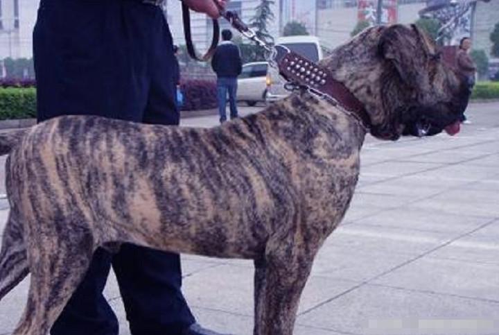 女大学生因热爱狗狗饲养30只藏獒的背后故事