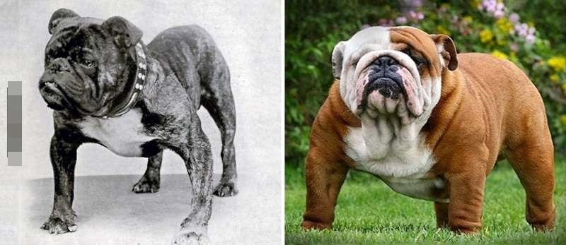 英国斗牛犬为啥有人卖3000有人卖3万？