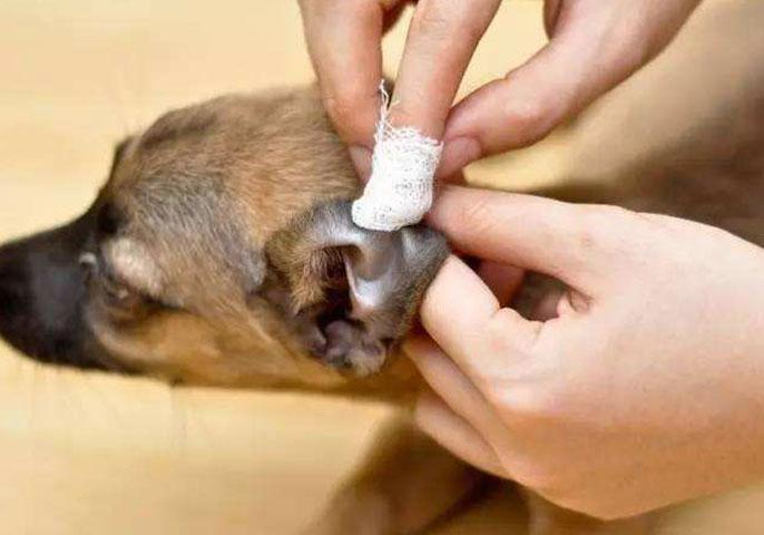 为什么我家狗狗突然半夜挠门还满地打滚？