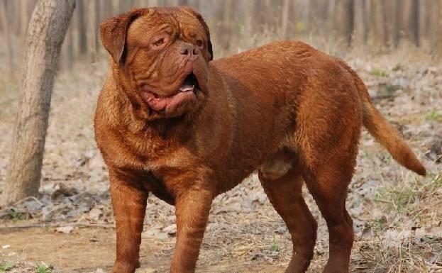 探寻英国斗牛犬的来源:你不知道的背后故事 探寻英国斗牛犬的来源:你不知道的背后故事