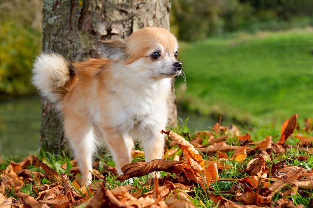 属狗人2022年真的能咸鱼翻身吗？