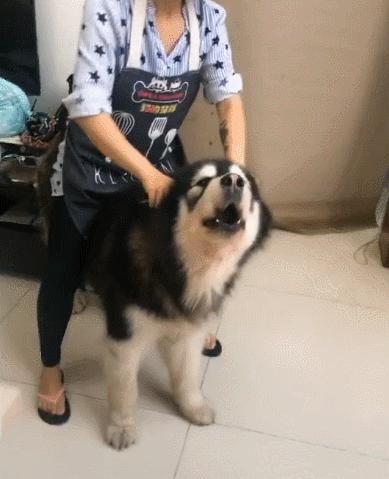 金毛犬训练三个月还学不会坐？可能是你漏了这7个关键步骤！