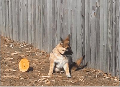 秋田犬真的适合新手饲养吗？