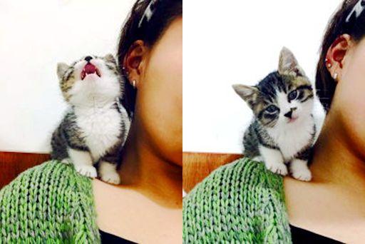 龙猫是猫吗蚂蚁庄园？