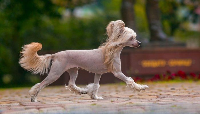 贵妇犬到底要花多少钱才能带回家？