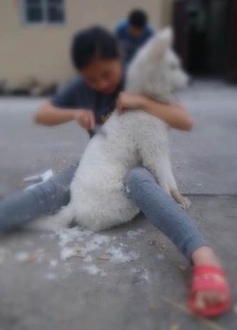 萨摩耶身上出现黑点的两大原因解析_波奇网宠物健康指南