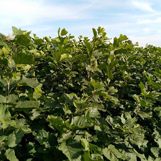 铜绿金龟子为啥能让果农又爱又恨？