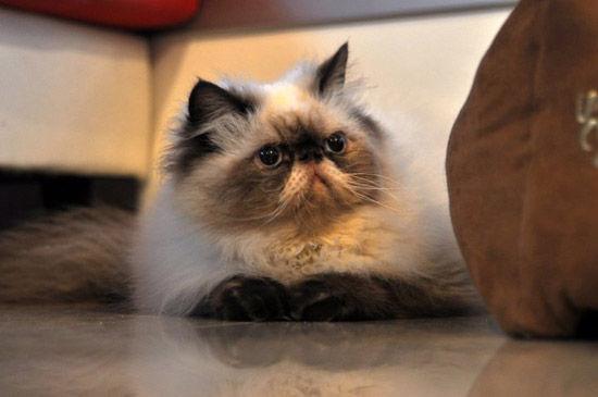 养喜马拉雅猫真的像传说中那么难吗？