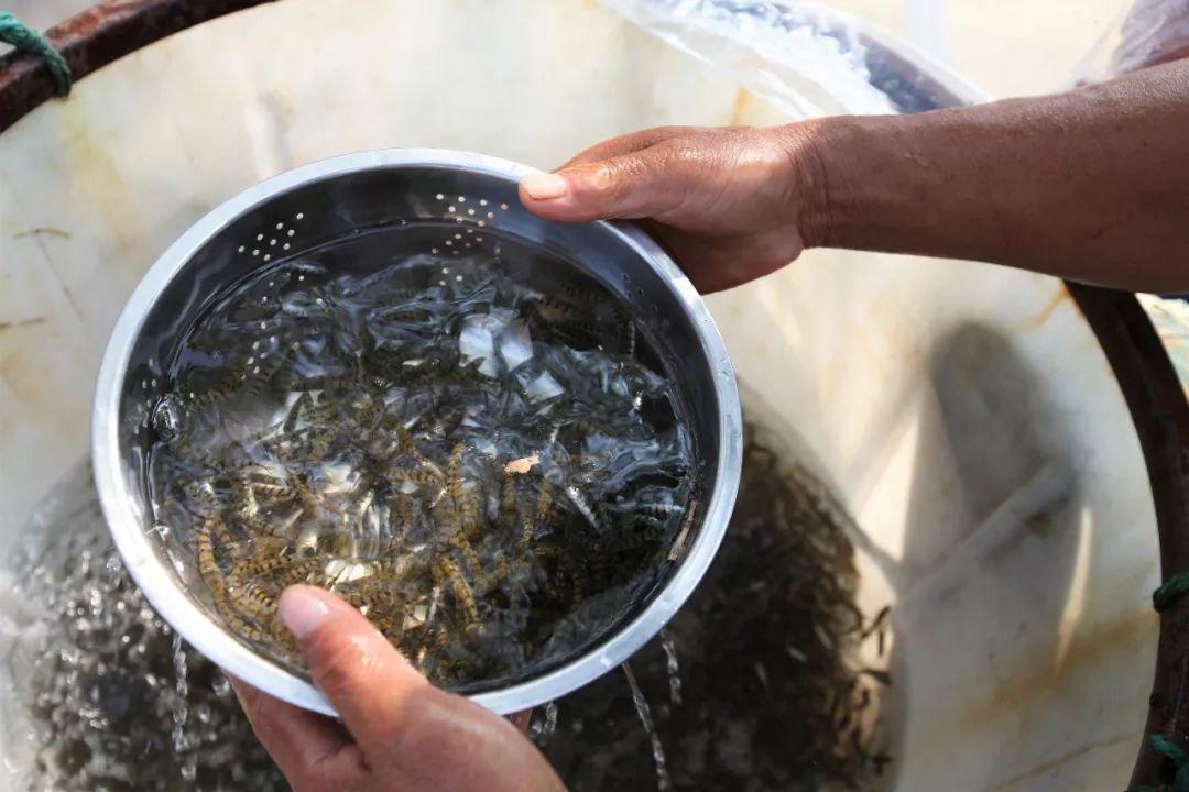 金龙鱼苗价格能砍到多少才算不亏？