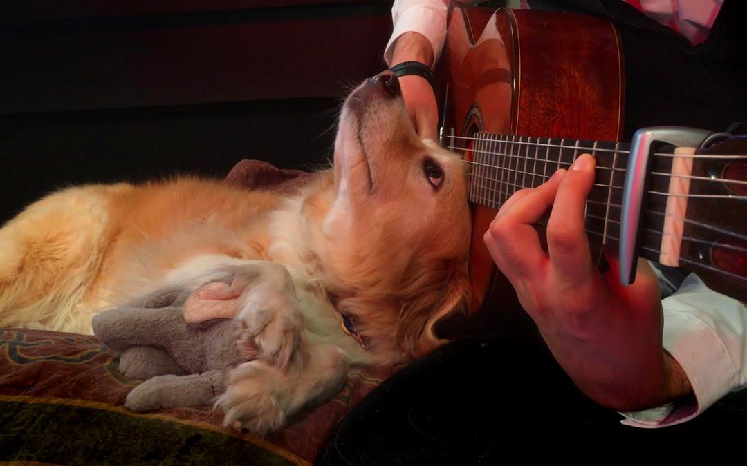 为什么人们喜爱金毛犬？全面细数金毛犬的众多优点