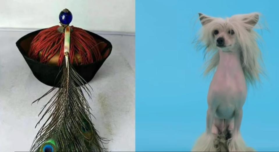 宠物配种真的像电视剧里演得那么简单吗？