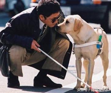 导盲犬被偷还能找回来吗？