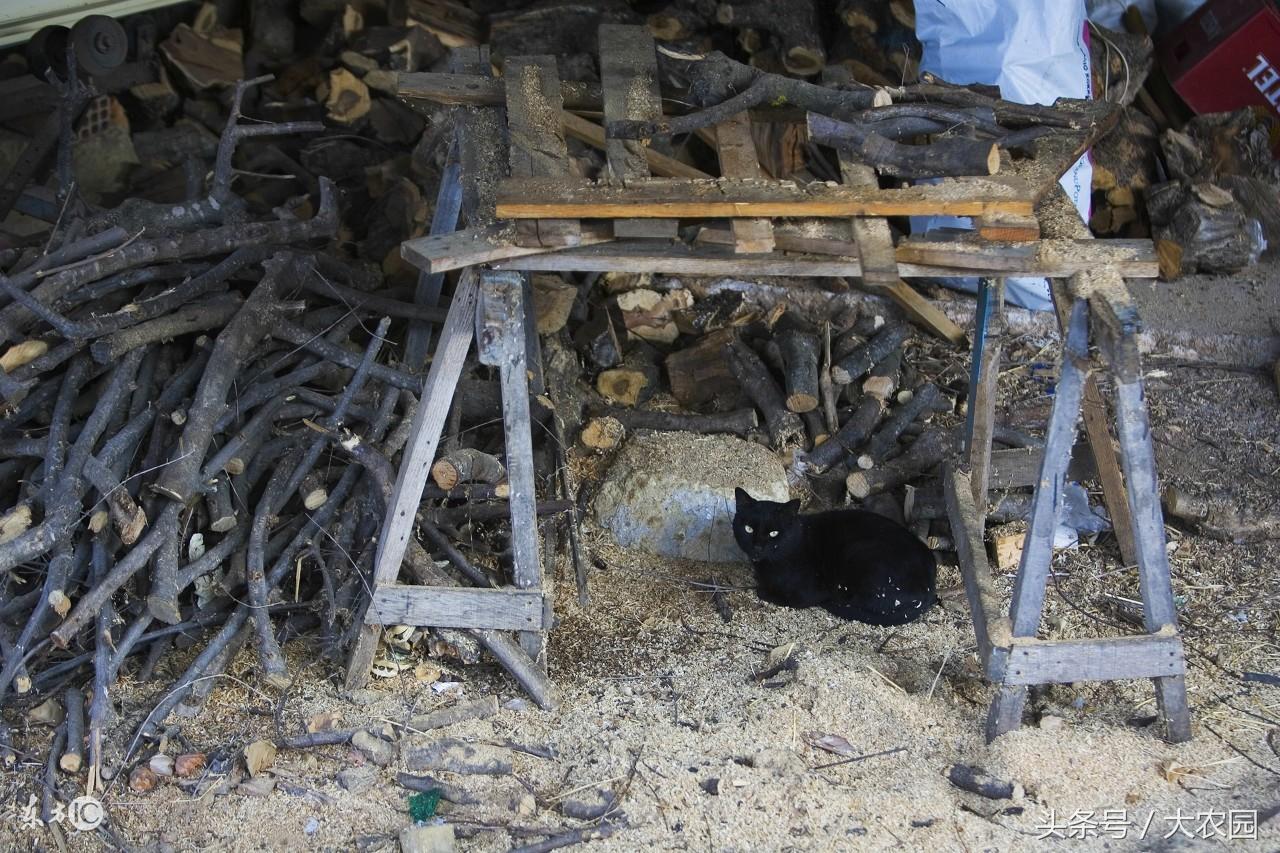 梦见掉牙真的会克死家里人吗？