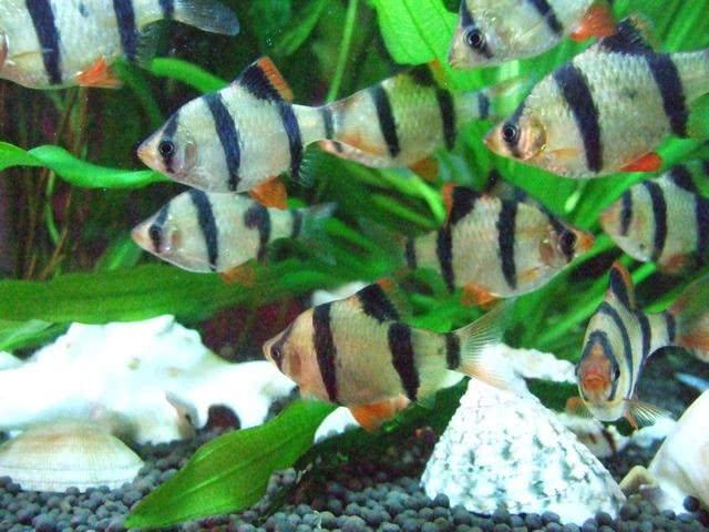 新手养热带鱼该从哪种开始入手？