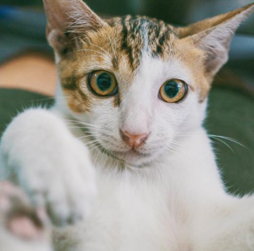 淘宝店铺信誉怎么看？如何快速提升信誉等级？实用技巧分享