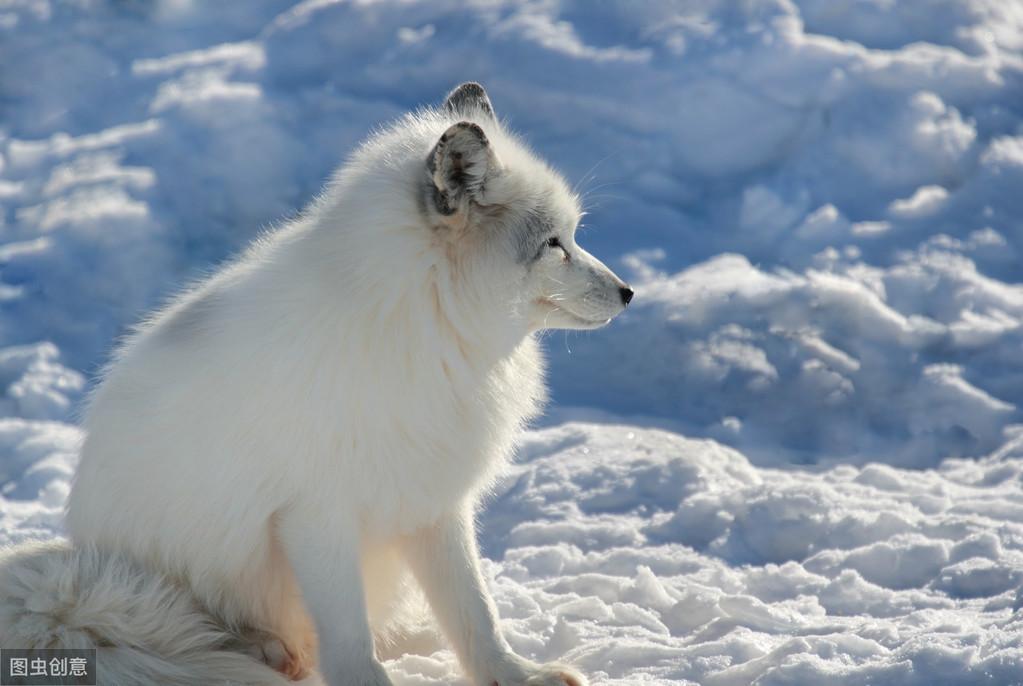 狐狸狗到底该喂啥才不会养出毛病？