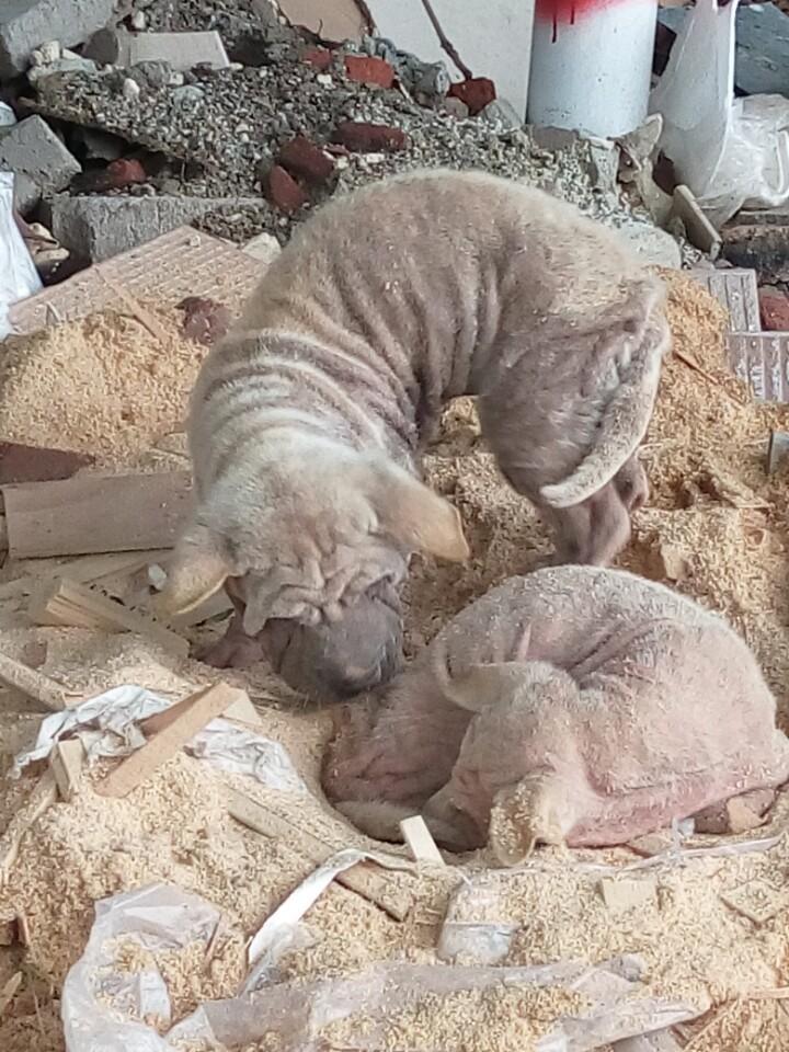 沙皮狗价格差3倍？新手买狗到底该花多少钱？