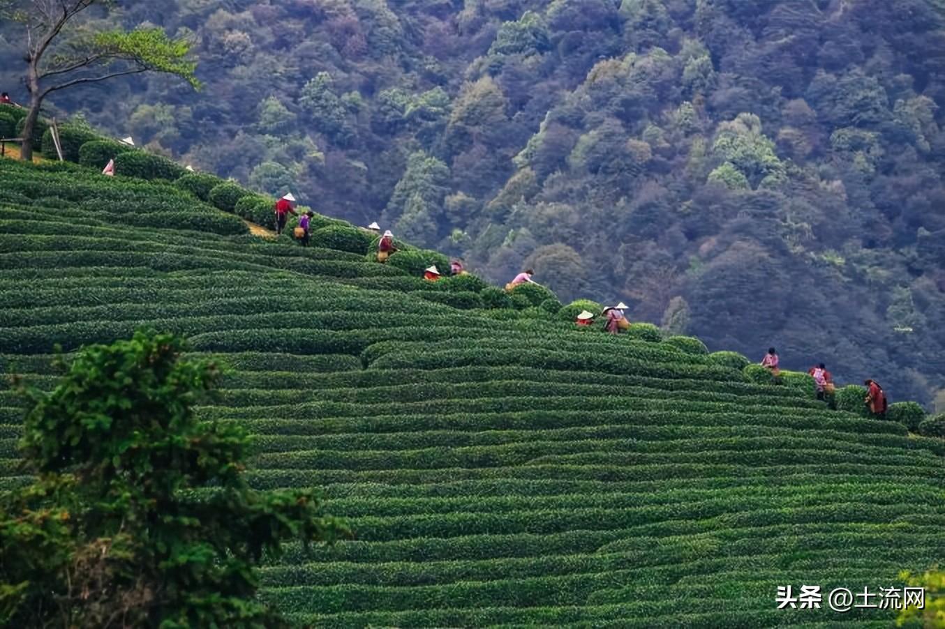 2023年上坟选哪天最合适？这些讲究你都知道吗？