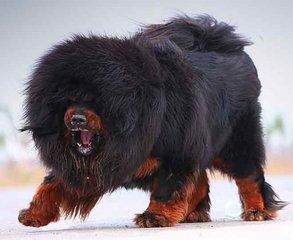 藏獒配种到底有多难? 藏獒配种到底有多难?