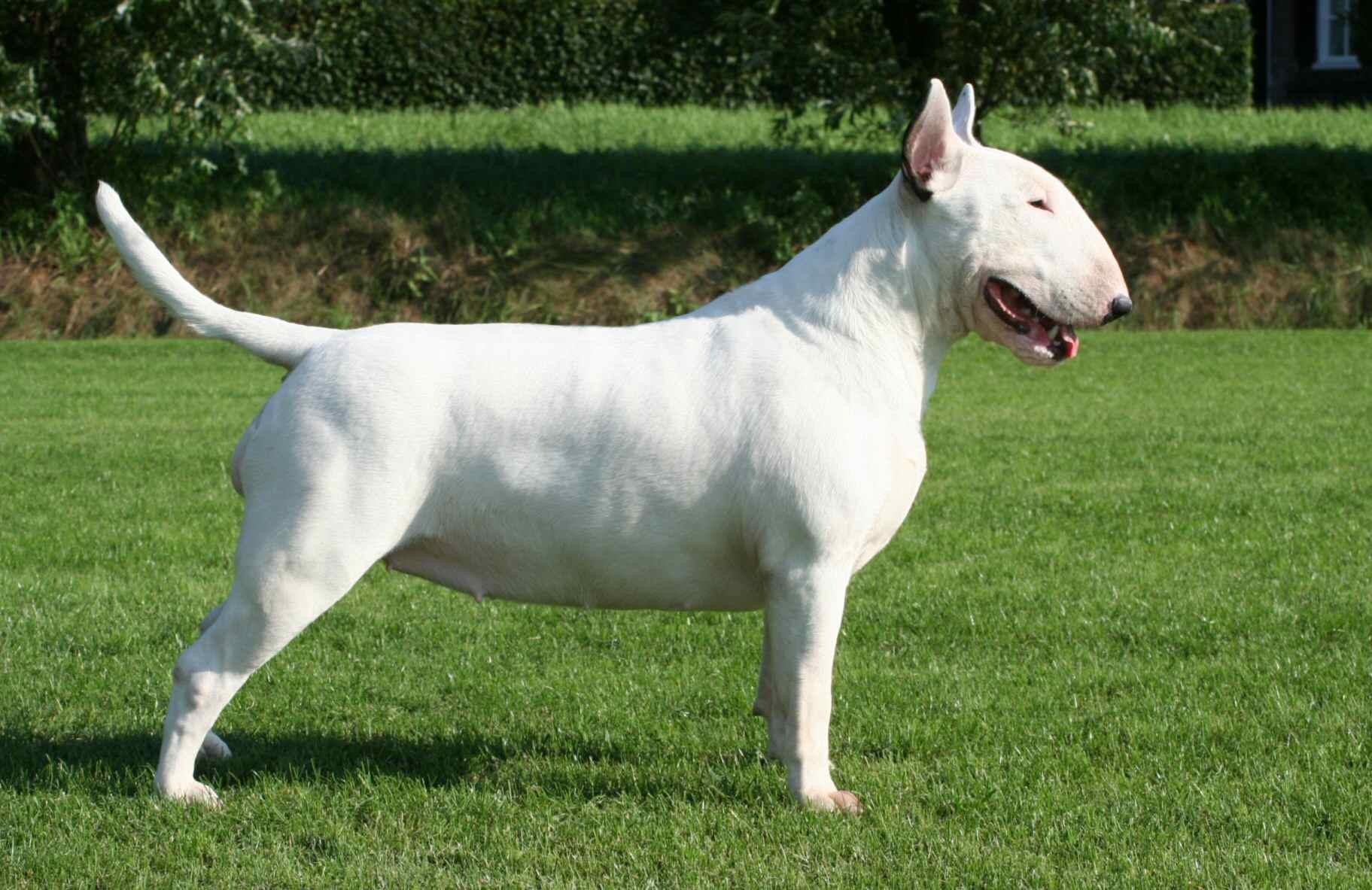 养牛头梗犬真的像网上说的那么难吗？