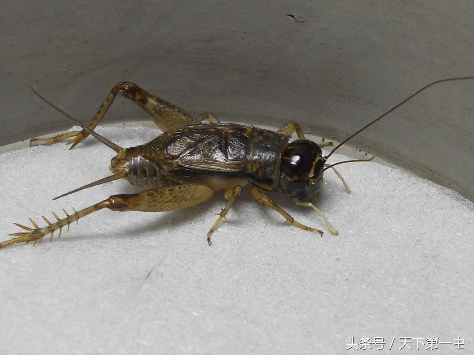 波奇全面关爱宠物生活，打造温馨宠物家园