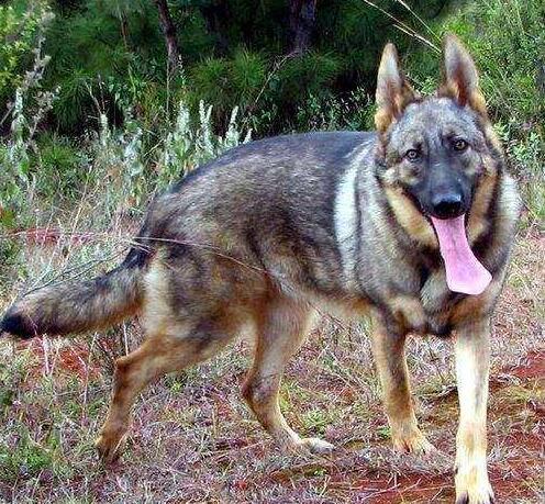 昆明犬真的是最适合新手养的护卫犬吗？