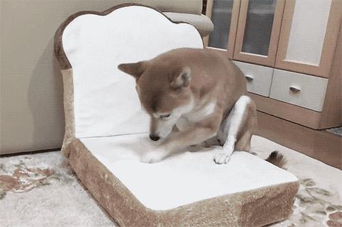 为什么我家狗狗突然半夜挠门还满地打滚？